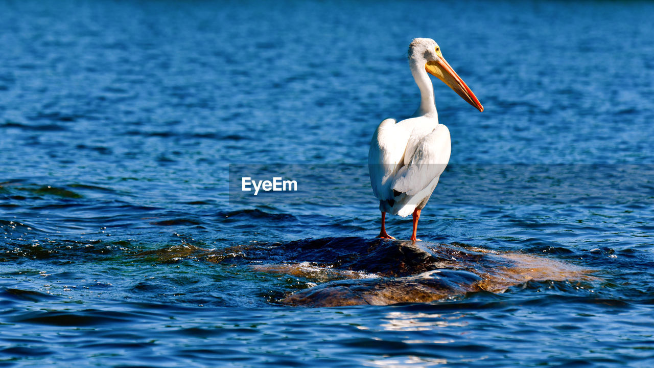 White pelican looking out over lake vermilion