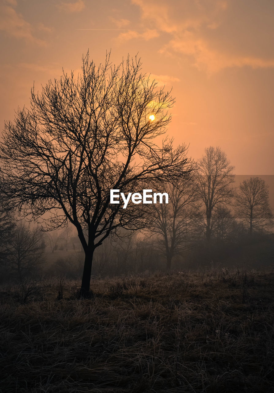 Silhouette of trees at sunset