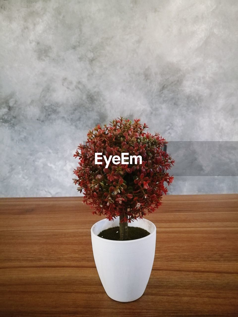 CLOSE-UP OF FLOWER POT ON TABLE AGAINST WALL