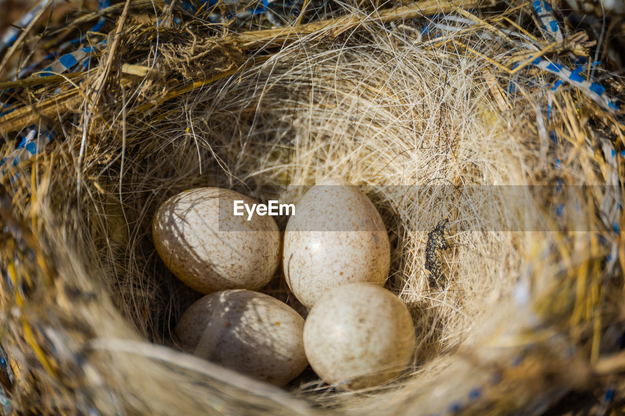 Four small bird eggs in the nest, close up background.