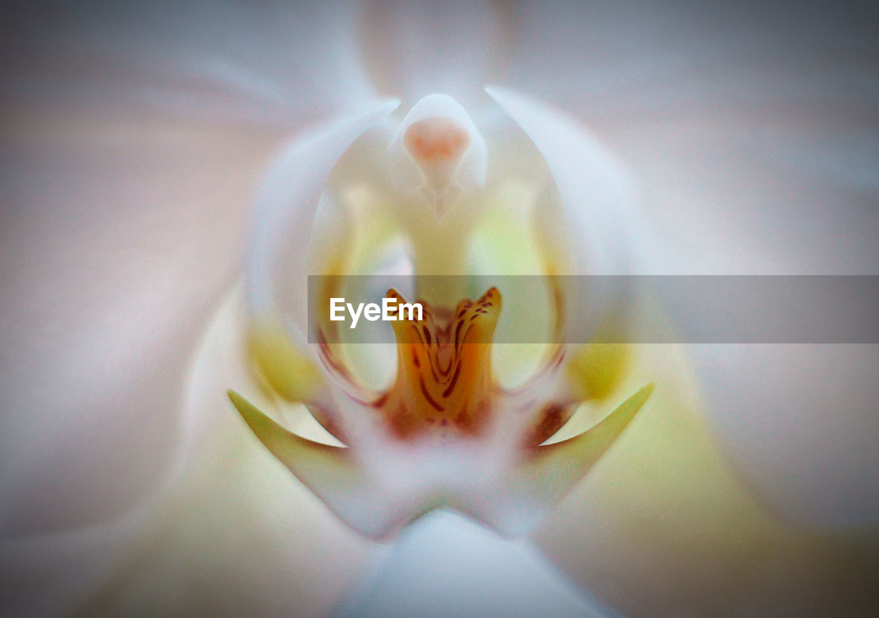 Close-up of white rose flower