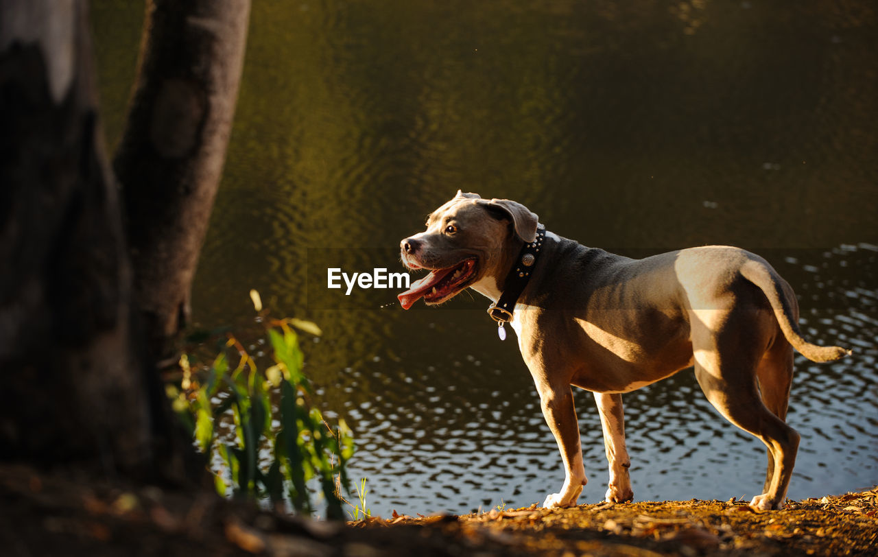 Profile view of hunting dog standing at lakeshore