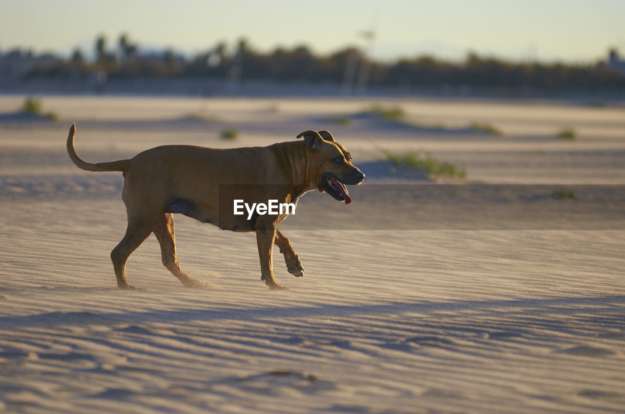 SIDE VIEW OF DOG RUNNING ON STREET