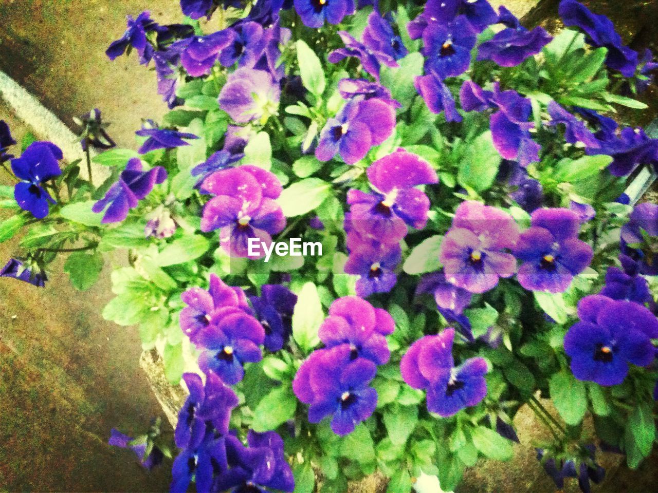 CLOSE-UP OF PURPLE FLOWERS BLOOMING OUTDOORS