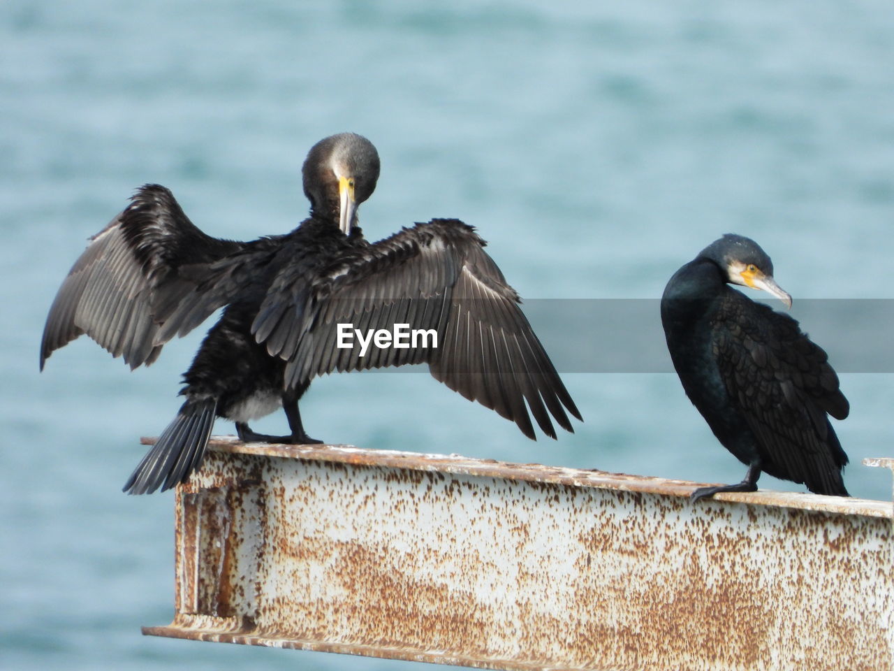 bird, animal, animal themes, animal wildlife, wildlife, cormorant, beak, group of animals, water, two animals, flying, nature, no people, wing, black, sea, full length, outdoors, day, animal body part, spread wings, focus on foreground, animal wing