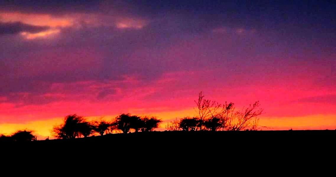 SILHOUETTE OF TREES AT SUNSET