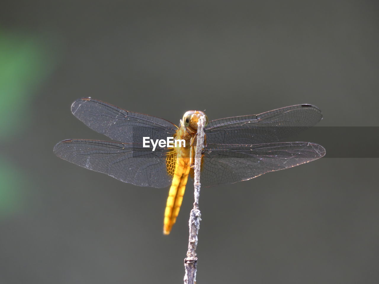 CLOSE-UP OF DAMSELFLY