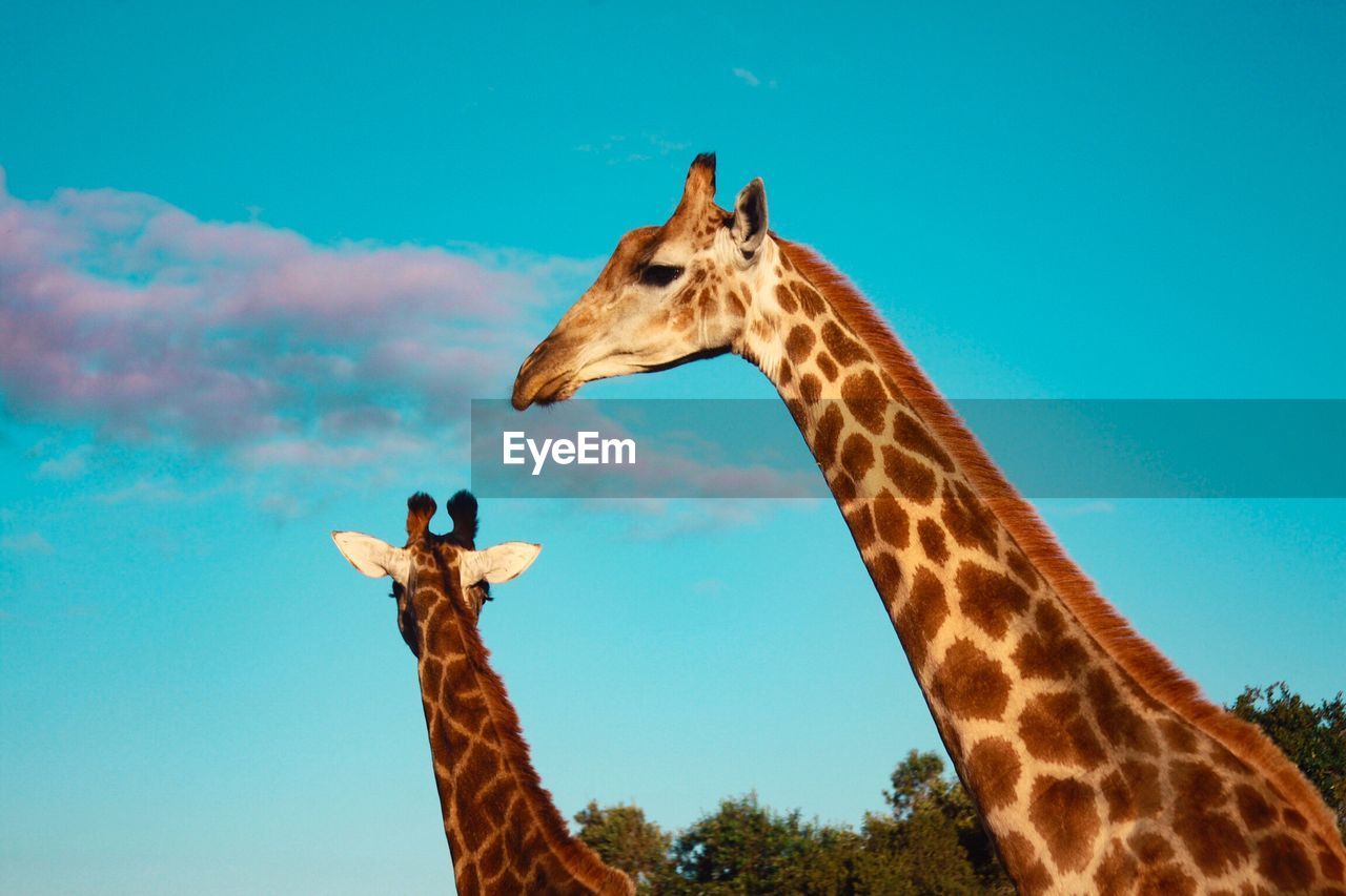 Low angle view of giraffes against sky