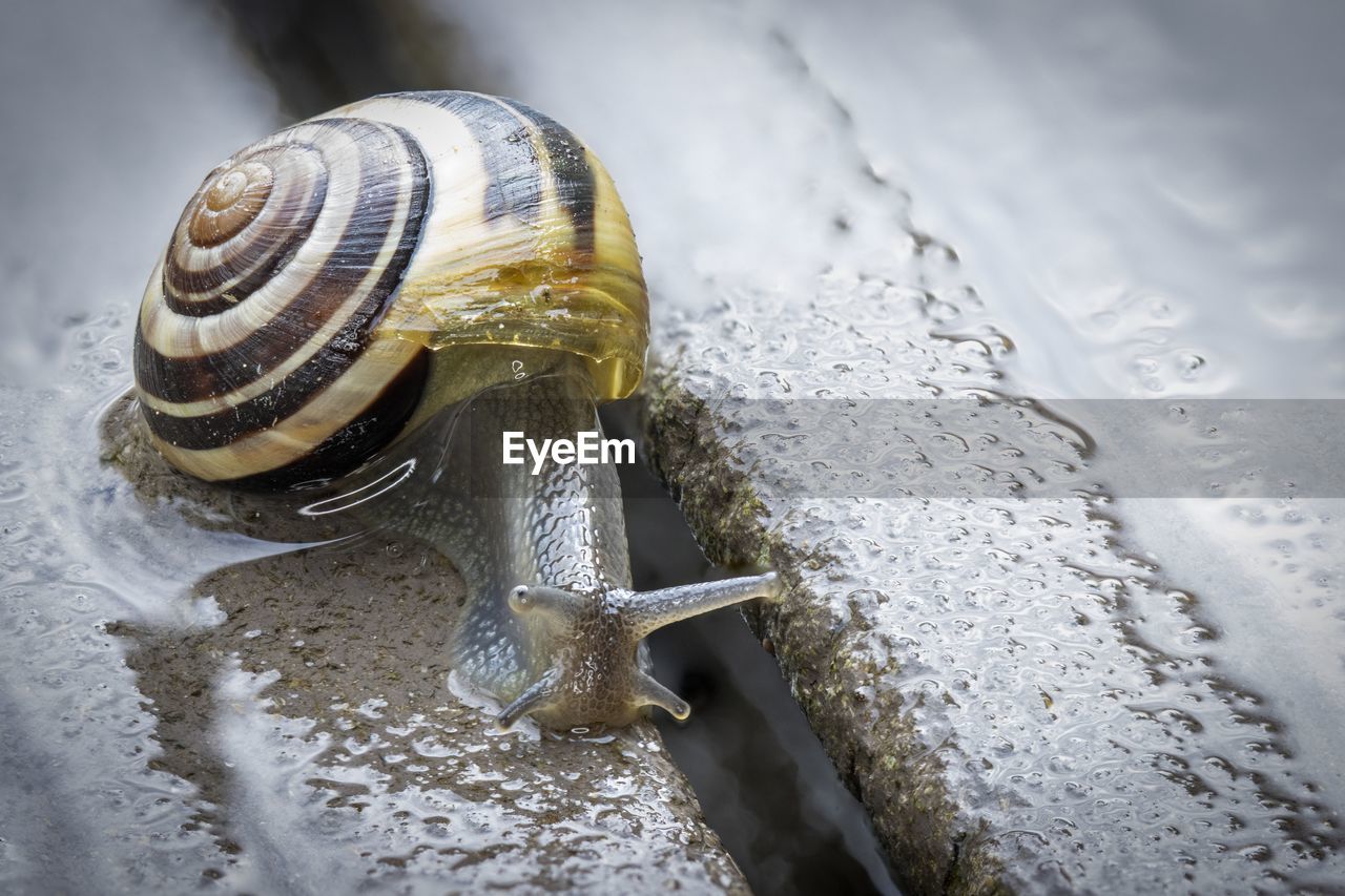 CLOSE-UP OF SNAIL ON THE LAND