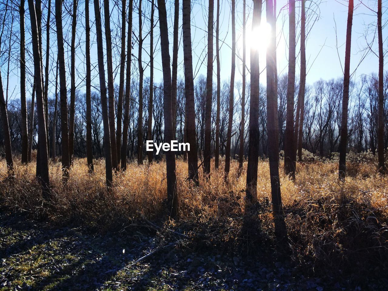 FULL FRAME SHOT OF TREES IN FOREST AGAINST SKY