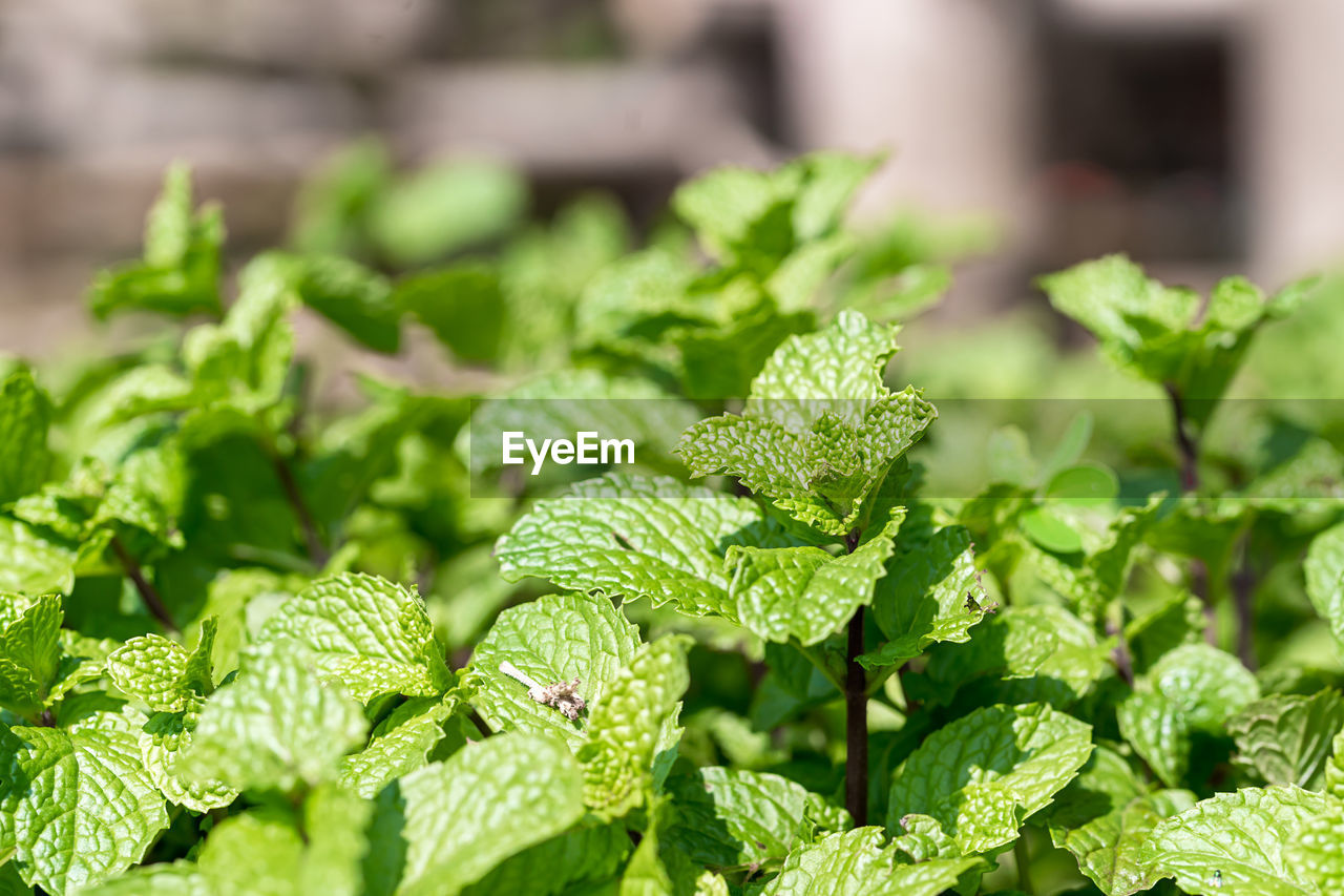 Close-up of fresh green leaves