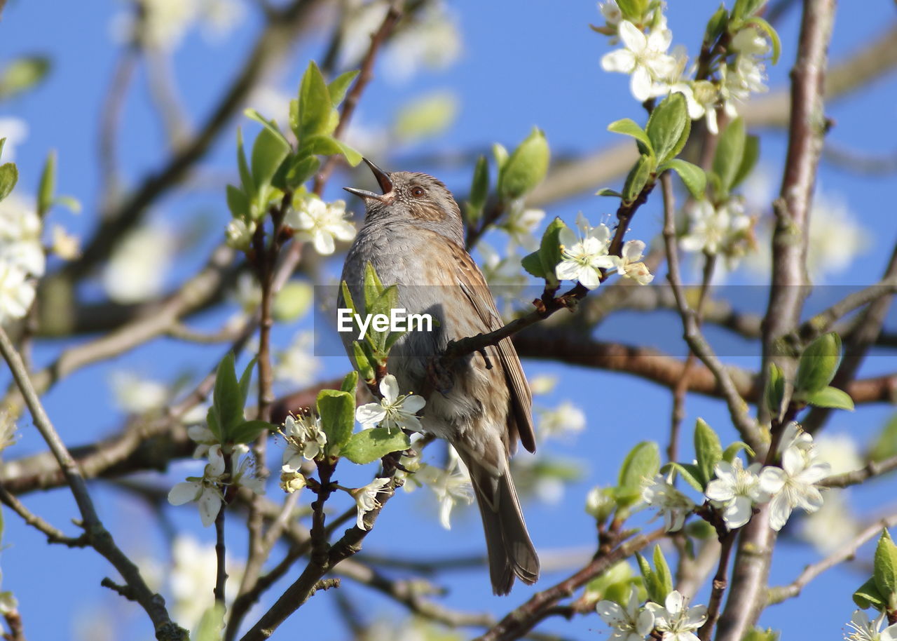 LOW ANGLE VIEW OF BIRD PERCHING ON BRANCH