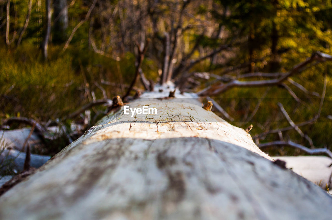 Close-up of log in forest