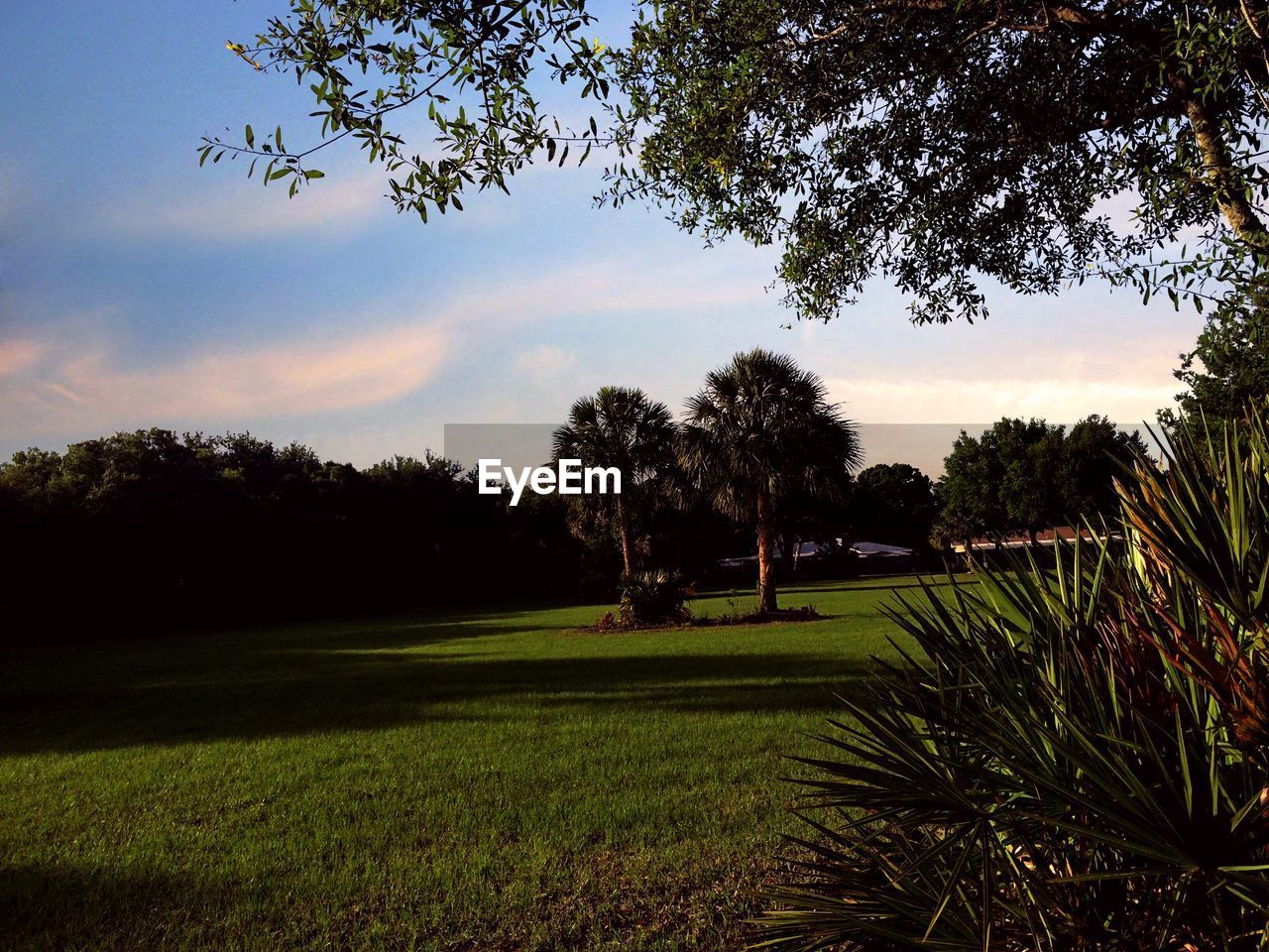 TREES ON GRASSY FIELD AGAINST CLOUDY SKY