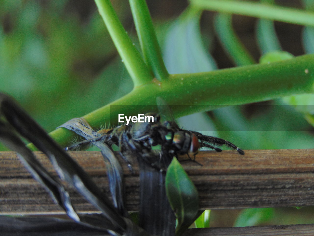 CLOSE-UP OF INSECTS ON WOOD