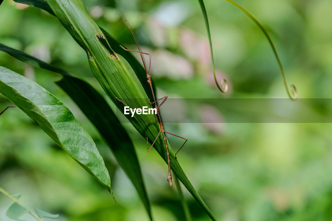 green, animal themes, animal, animal wildlife, plant, grass, insect, nature, wildlife, plant part, leaf, one animal, close-up, no people, macro photography, focus on foreground, environment, outdoors, beauty in nature, social issues, tree, day, defocused, selective focus, flower, animal body part, plant stem, grasshopper, food, land, environmental conservation, branch, growth