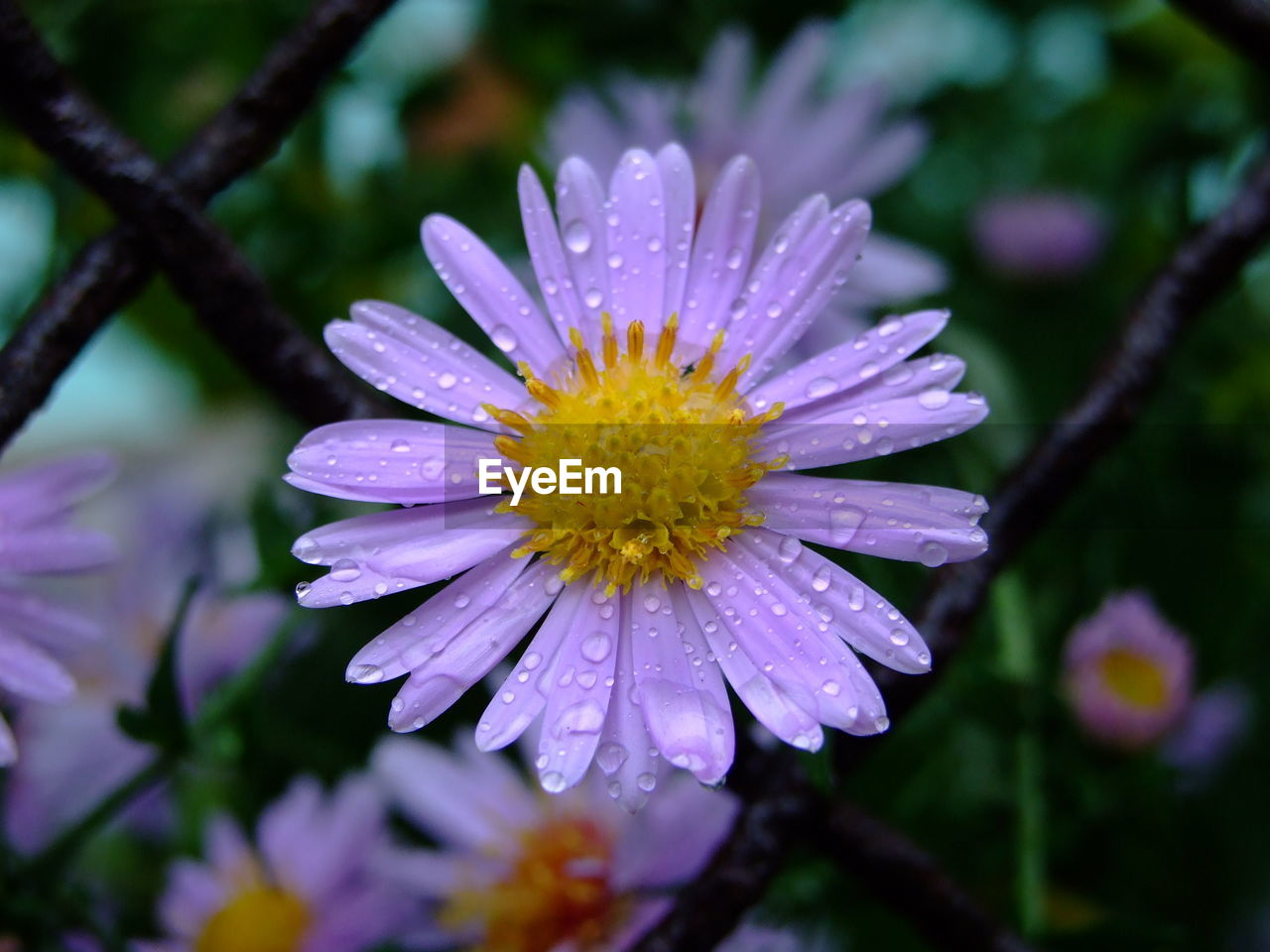Close-up of wet purple flower