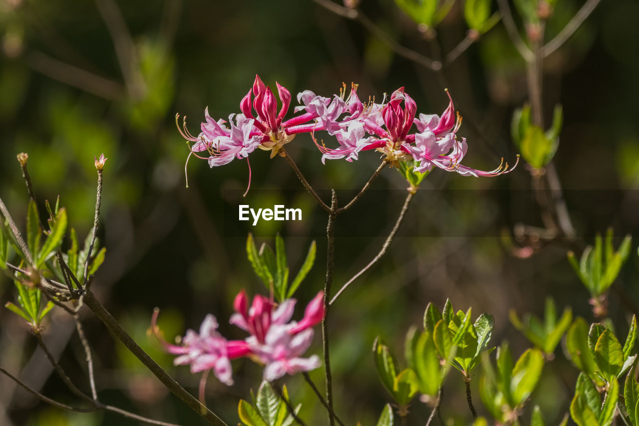 close-up of purple flowering plant