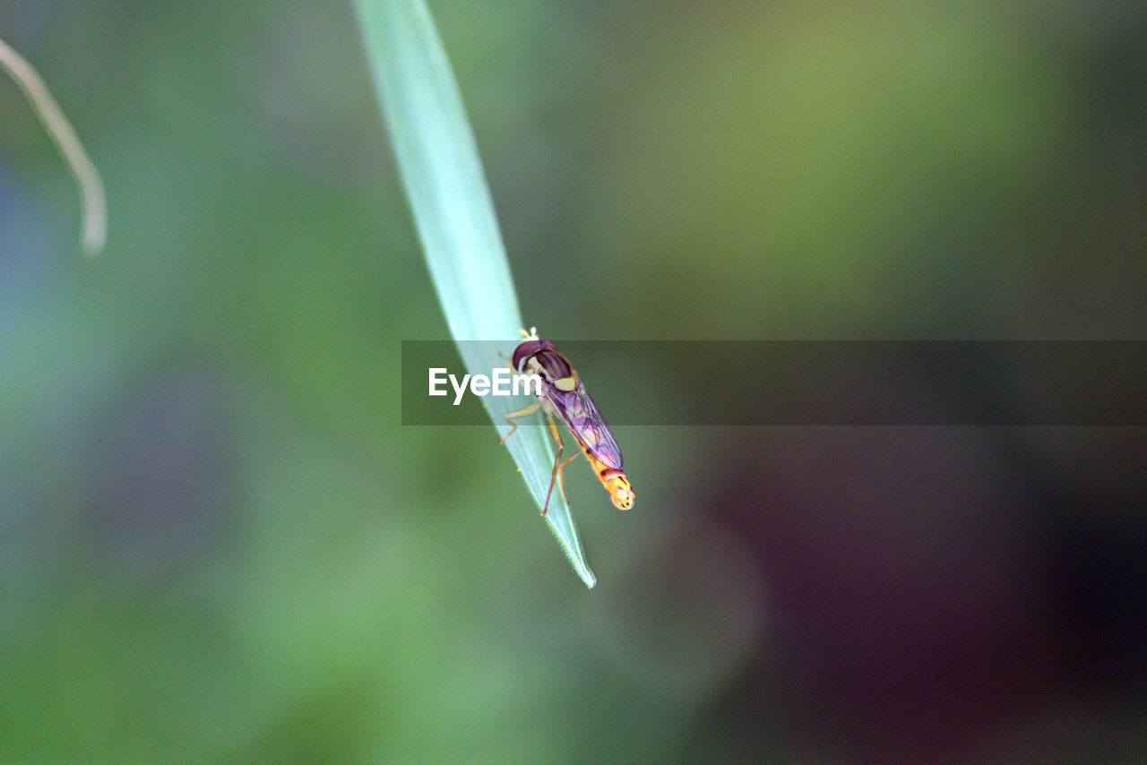 Close-up of hoverfly on leaf