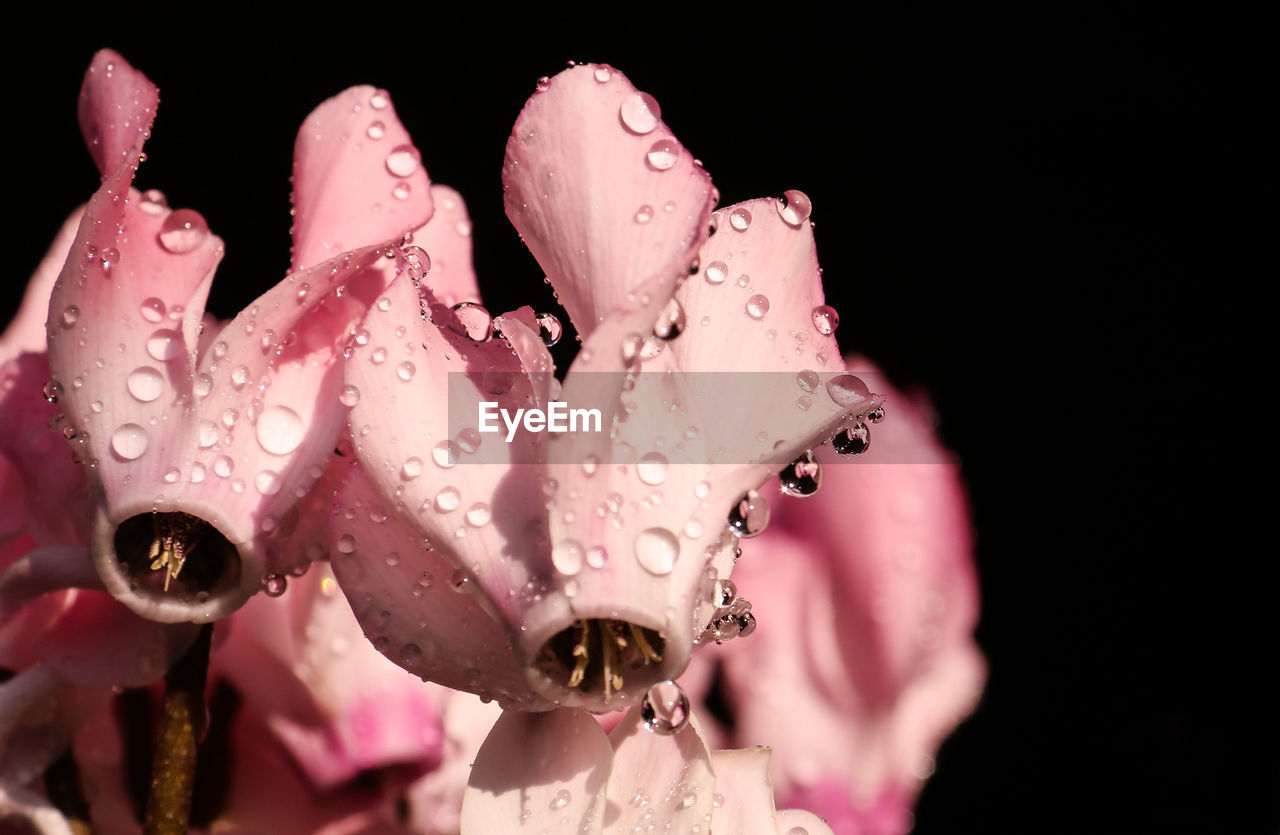 Close-up of wet pink rose against black background