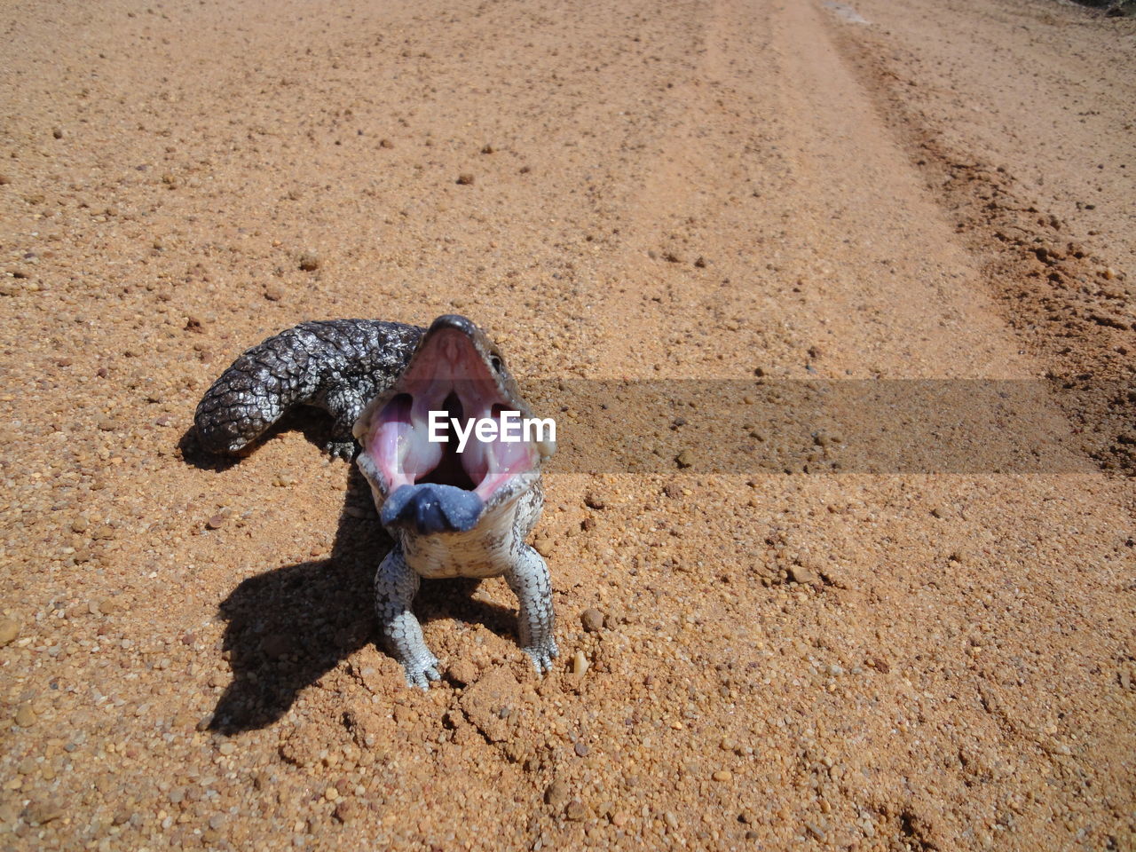 HIGH ANGLE VIEW OF A HORSE