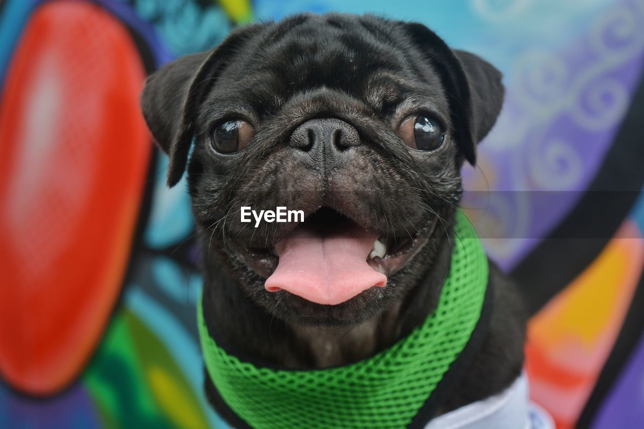 CLOSE-UP PORTRAIT OF DOG WEARING MOUTH HAT