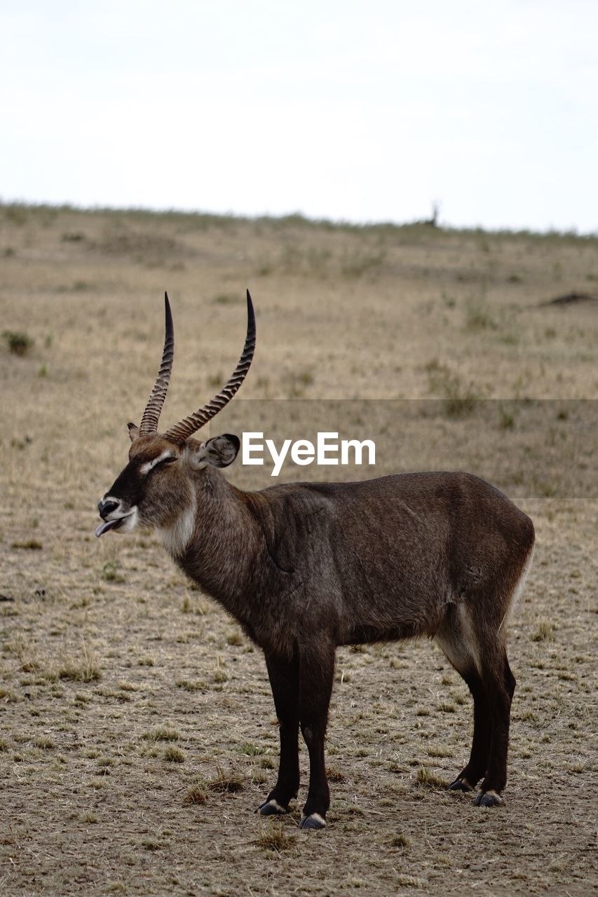 Deer standing on field showing tongue 