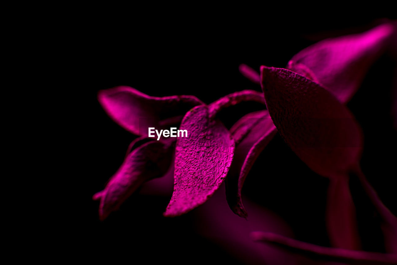 CLOSE-UP OF PINK FLOWER