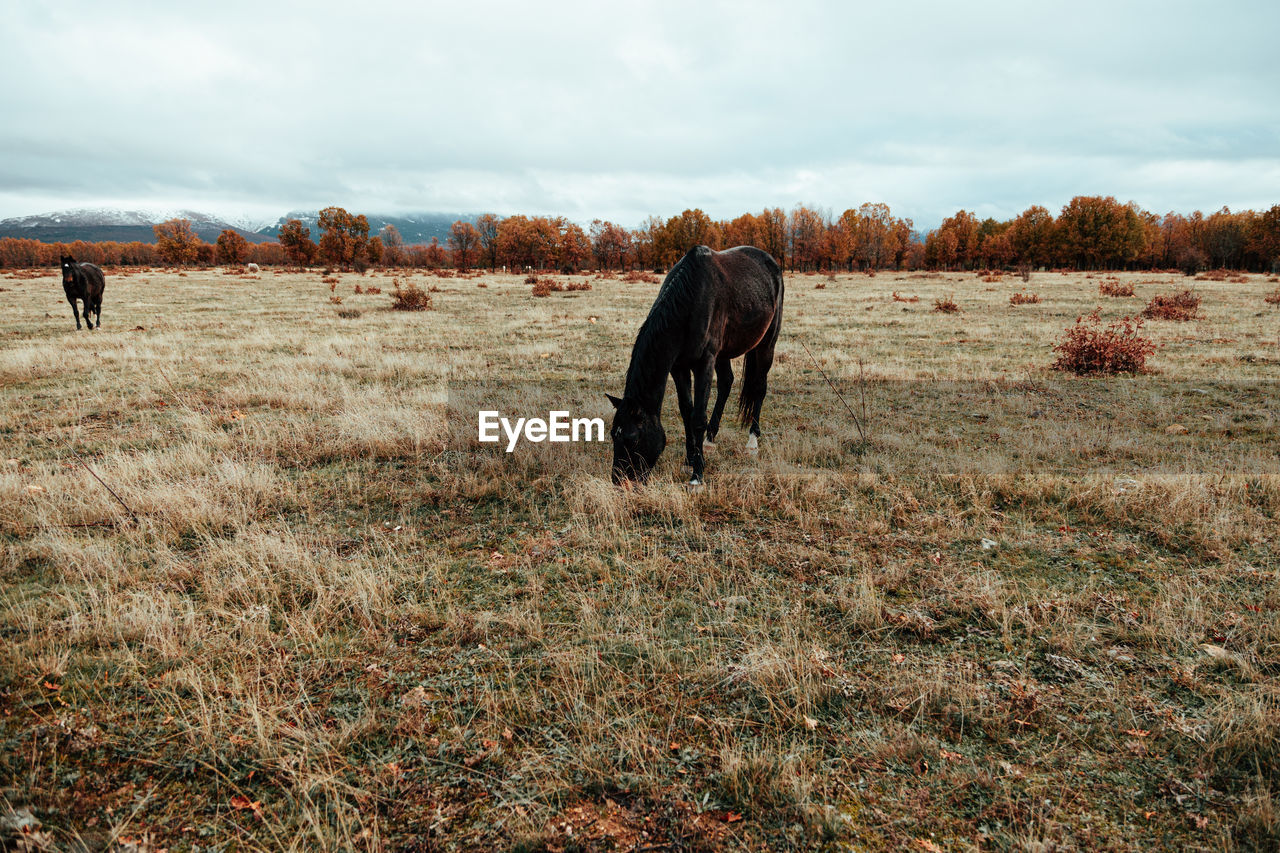 VIEW OF HORSE GRAZING IN FIELD