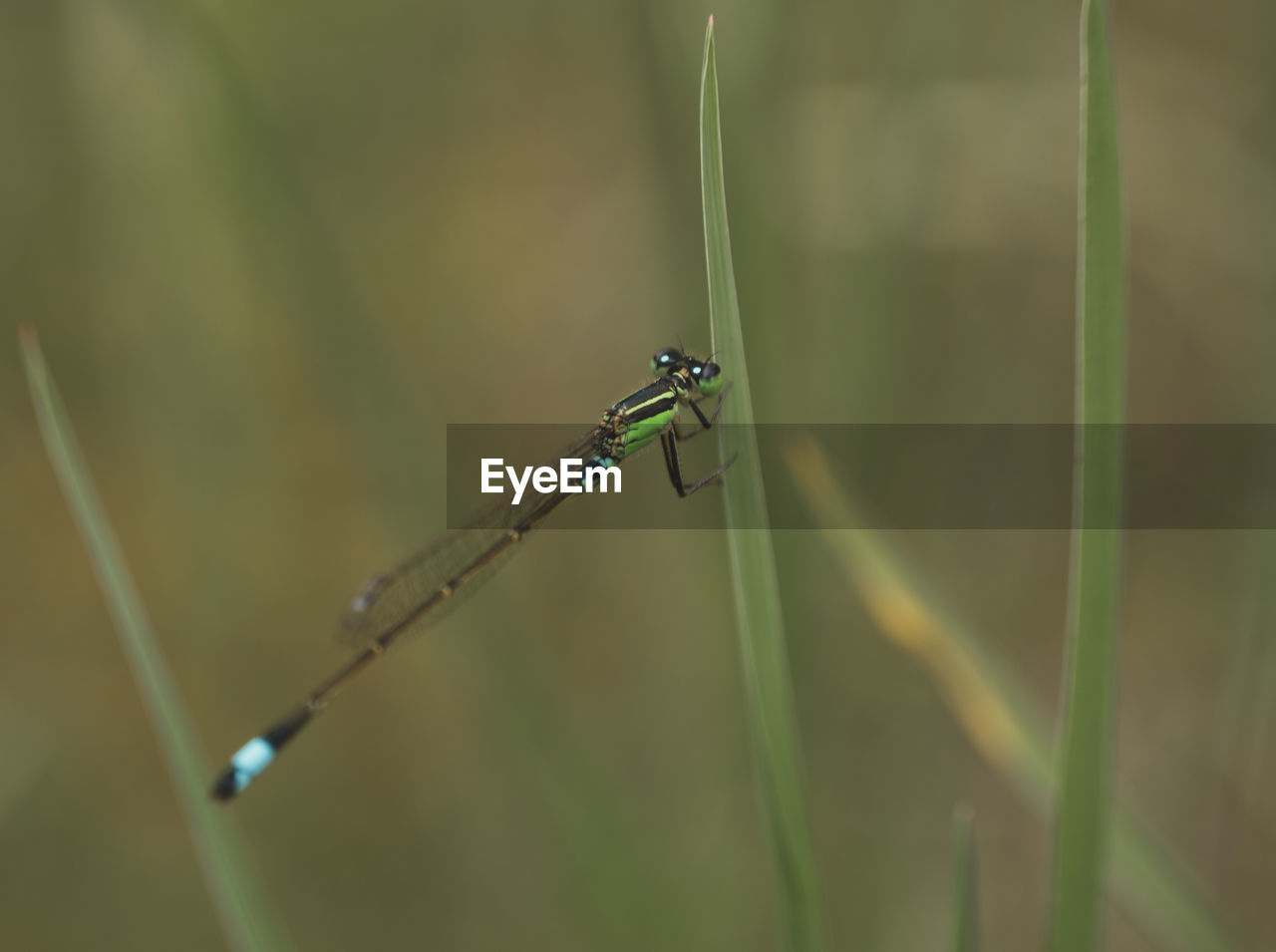 insect, dragonflies and damseflies, animal themes, animal wildlife, animal, dragonfly, wildlife, one animal, green, close-up, focus on foreground, macro photography, plant stem, nature, plant, no people, grass, day, animal wing, outdoors, beauty in nature, blade of grass, selective focus