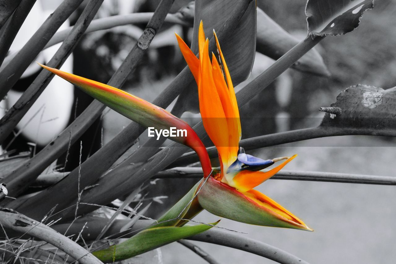 CLOSE-UP OF FRESH FLOWER