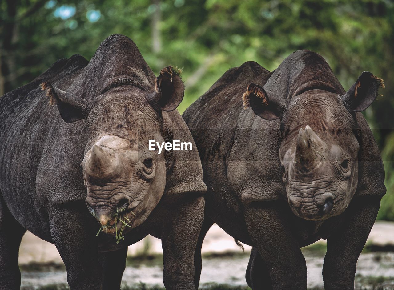 Close-up portrait of rhinoceros standing outdoors