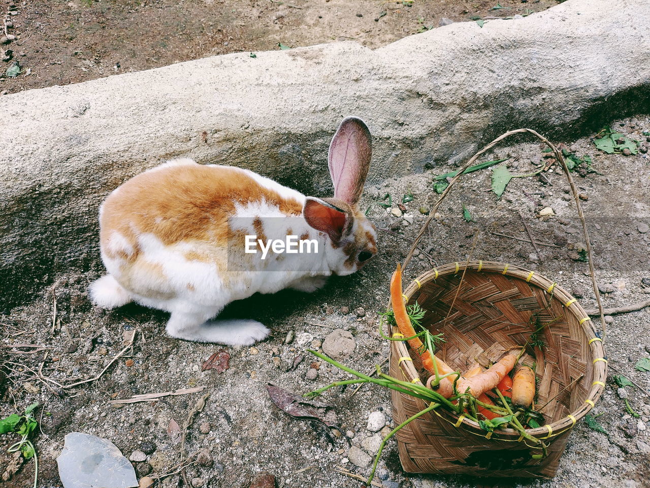 High angle view of rabbit on field