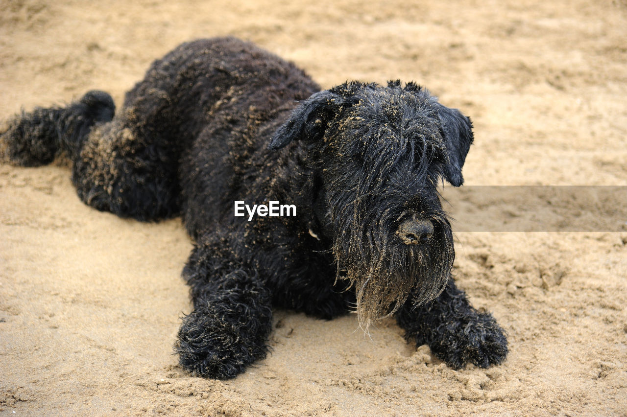 Black dog relaxed on his stomach on the beach and dirty sand