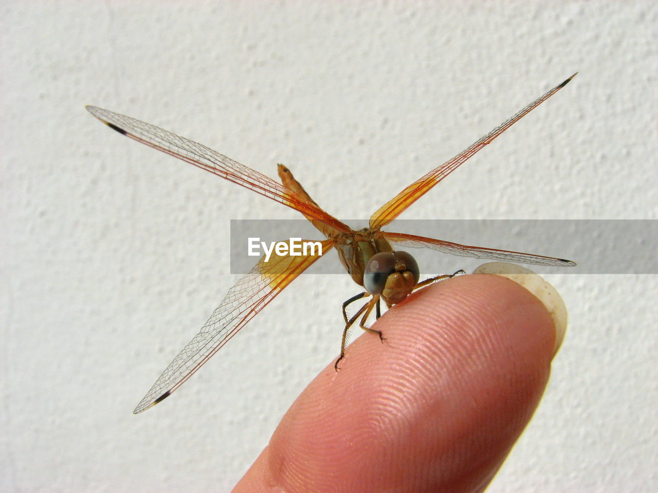 Close-up of dragonfly on finger against wall