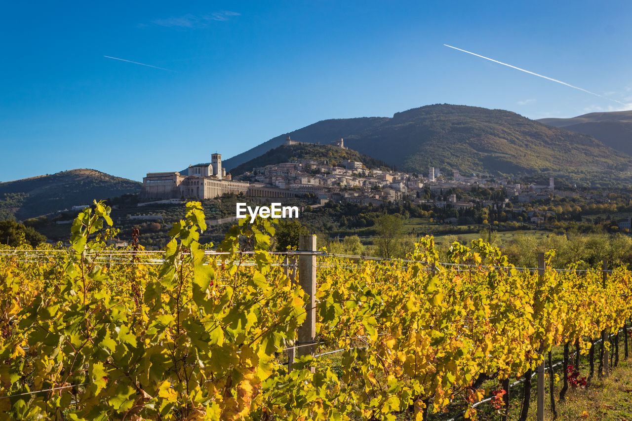 PLANTS GROWING ON LANDSCAPE AGAINST MOUNTAINS