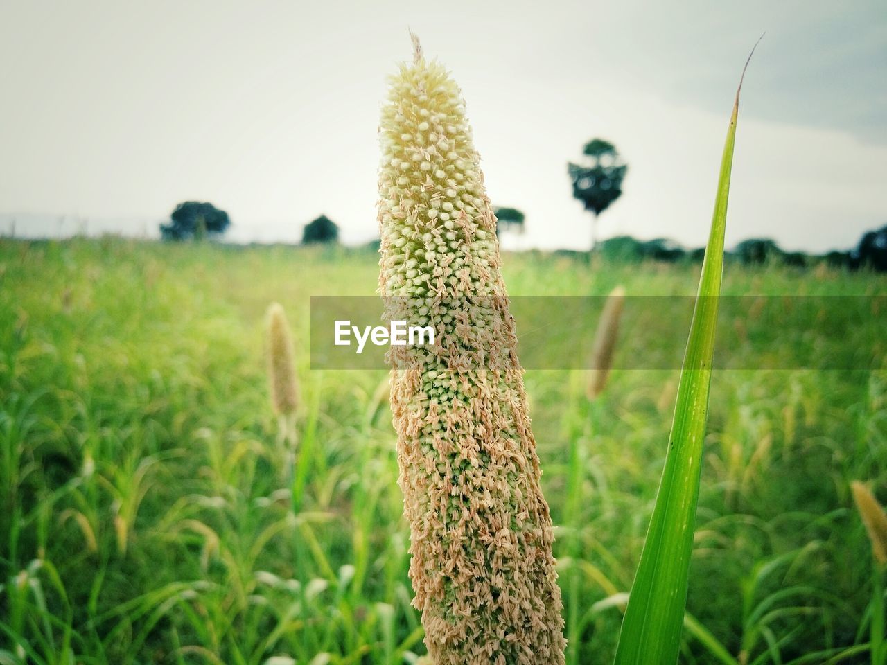 CLOSE-UP OF PLANTS GROWING ON GRASSY FIELD