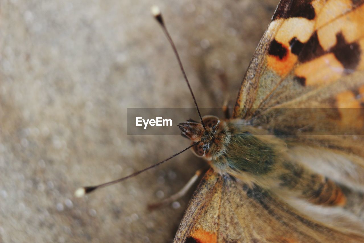 CLOSE-UP OF INSECT ON ROCK