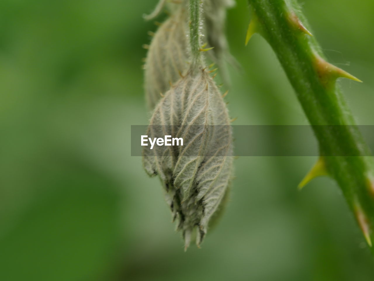 CLOSE-UP OF DRY LEAVES OUTDOORS