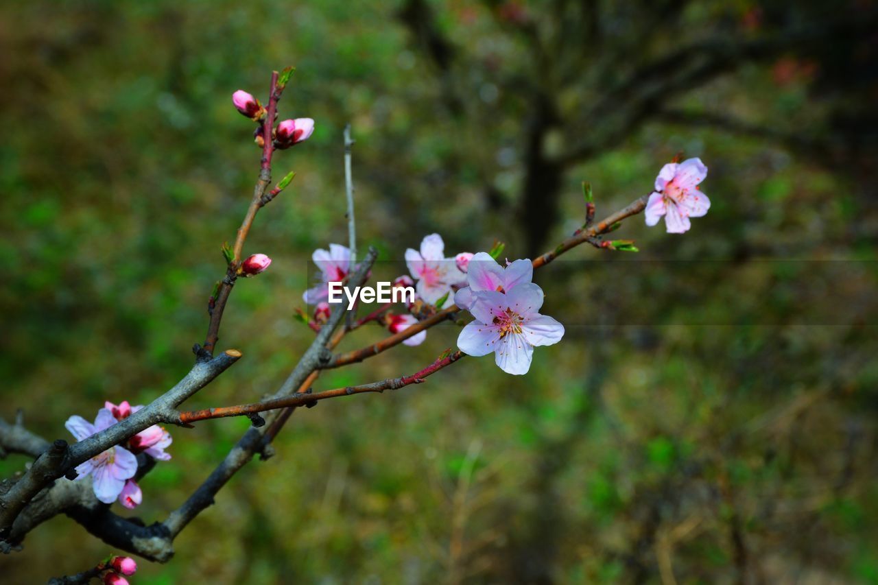 Close-up of pink flowers blooming in park