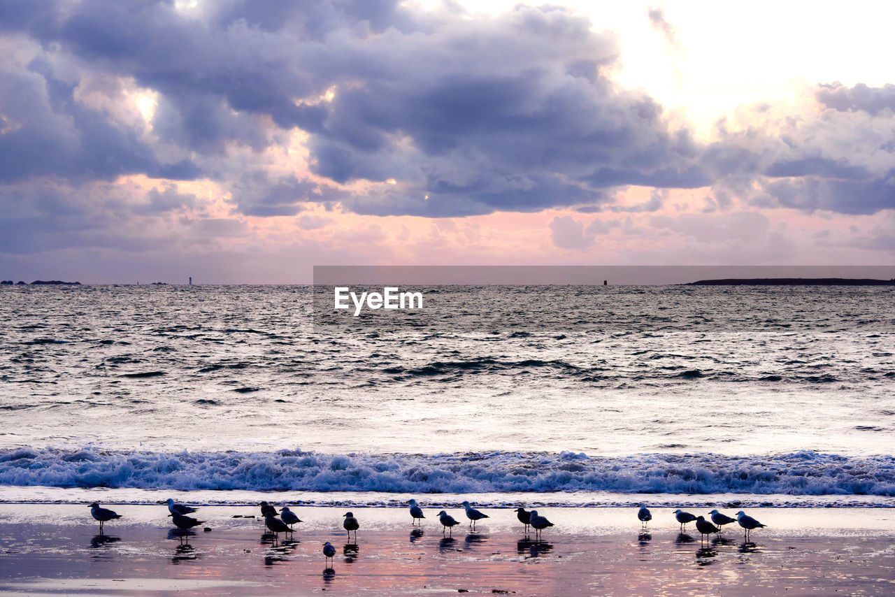 Sea birds on the beach