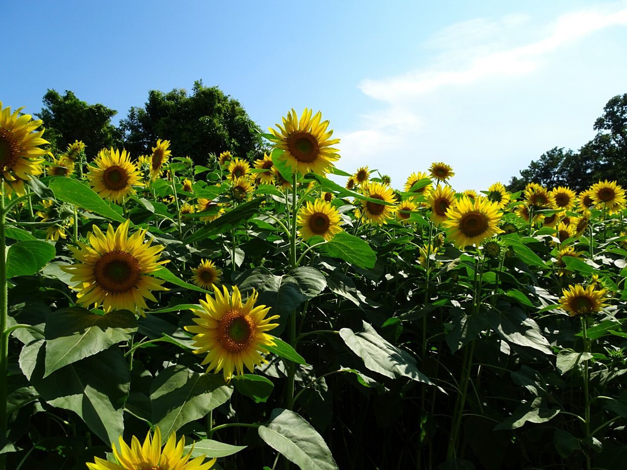 Yellow flowers blooming outdoors