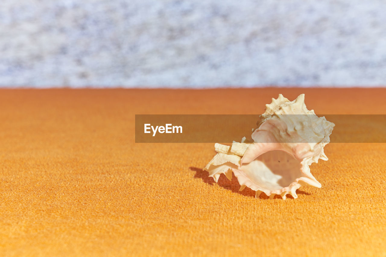 CLOSE-UP OF SHELLS ON THE TABLE