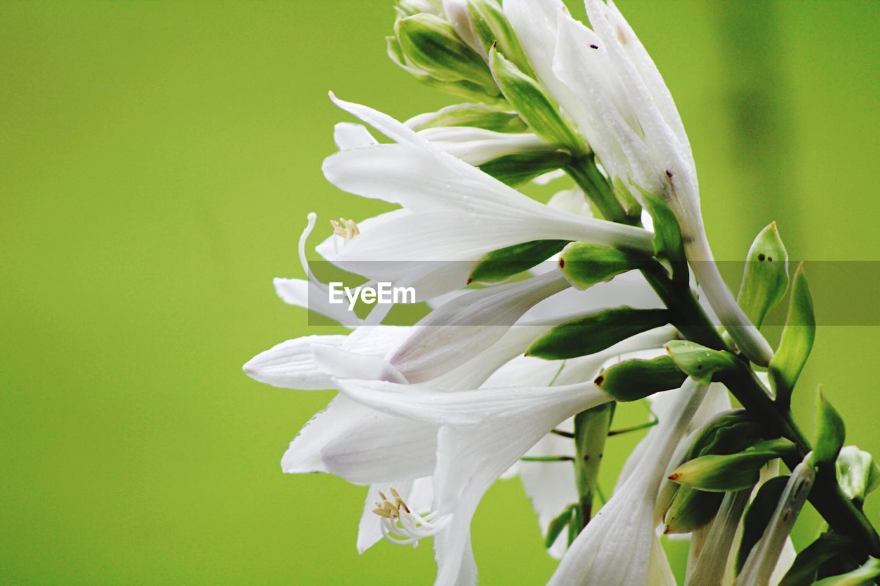 Close-up of flower in park