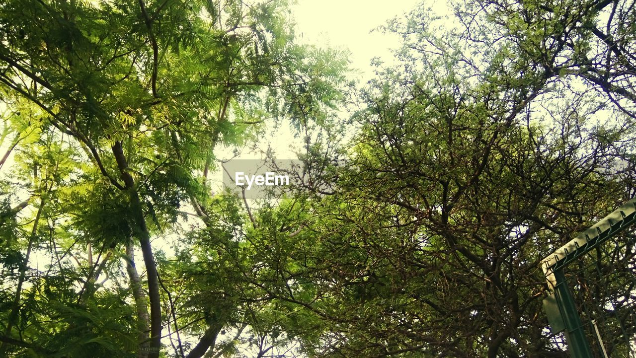 LOW ANGLE VIEW OF TREES AGAINST SKY