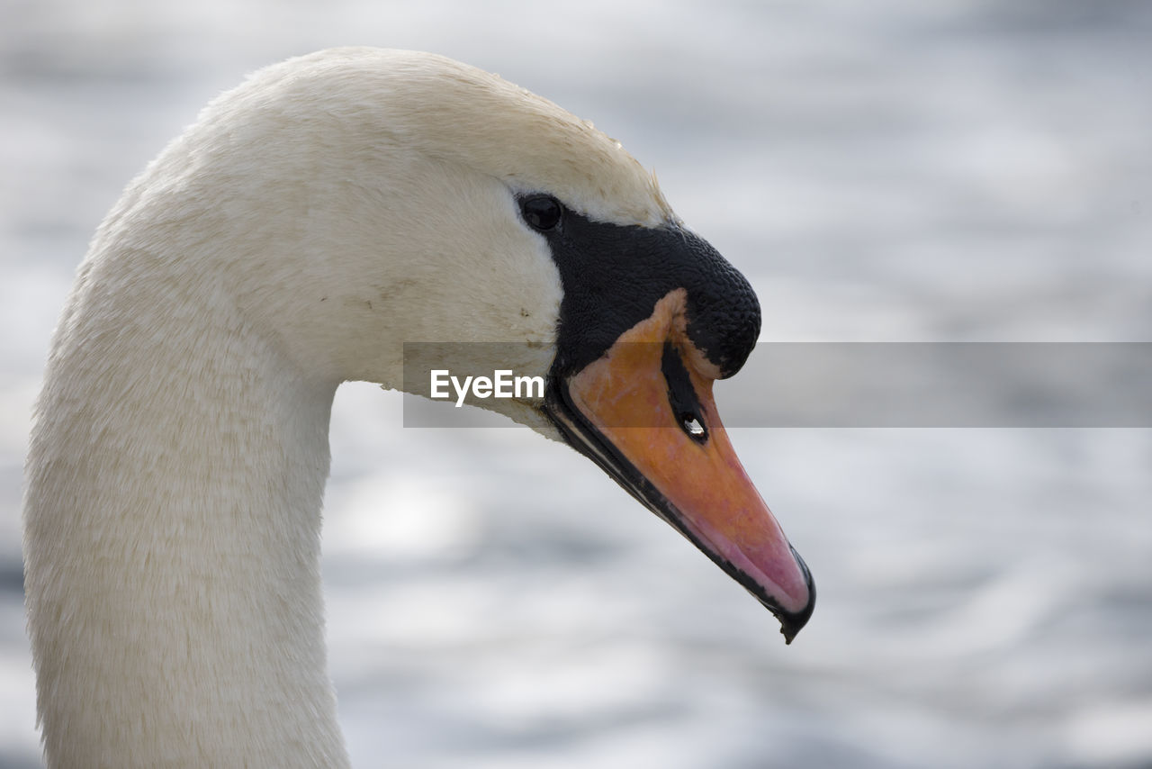 CLOSE-UP OF SWAN IN LAKE