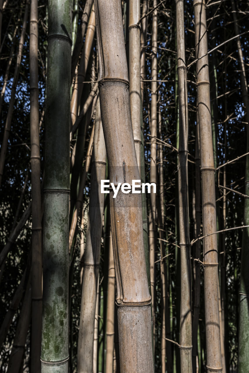 VIEW OF BAMBOO PLANTS