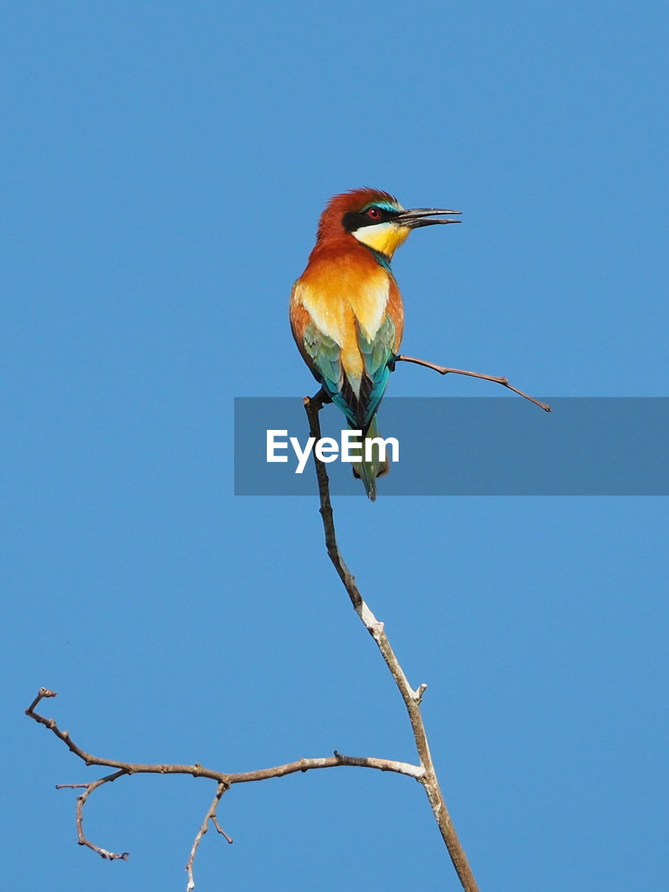 Low angle view of bird perching on branch against clear blue sky. european bee-keeper.