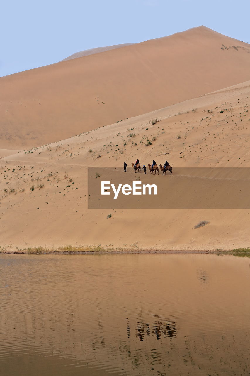1044 lake badain e.-tourist group on bactrian camels-badain jaran area gobi desert. nei mongol-china