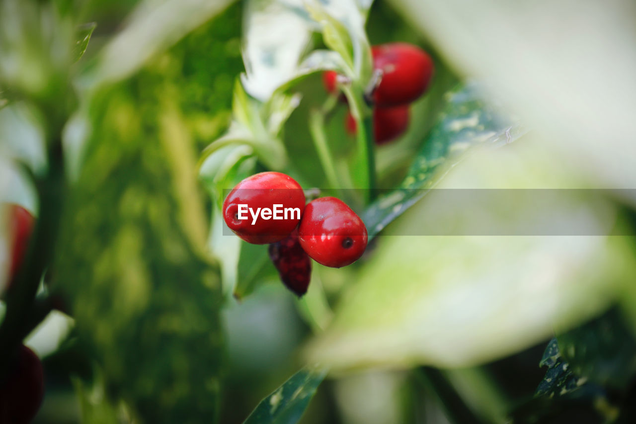 Beautiful Berries Green Growth Life Nature Plant Red Wonderful World Beauty Beauty In Nature Berry Blooming Blossom Flower Flower Head Flowers Garden Selective Focus Spring Spring Flowers Springtime